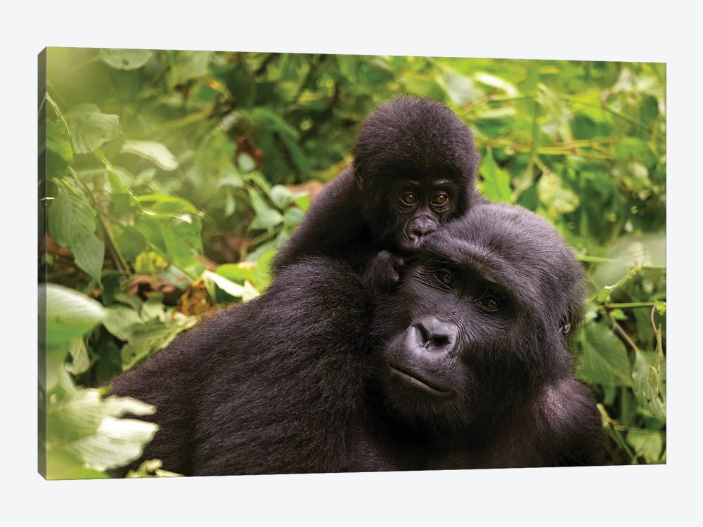Mother And Baby Mountain Gorilla by Jane Rix 1-piece Canvas Artwork