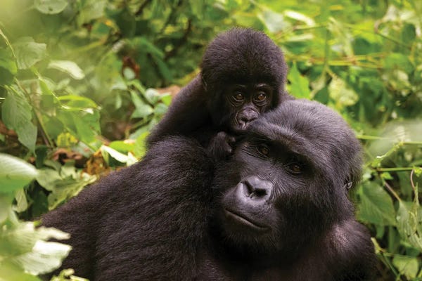 Monkeys: Mother And Baby Mountain Gorilla by Jane Rix