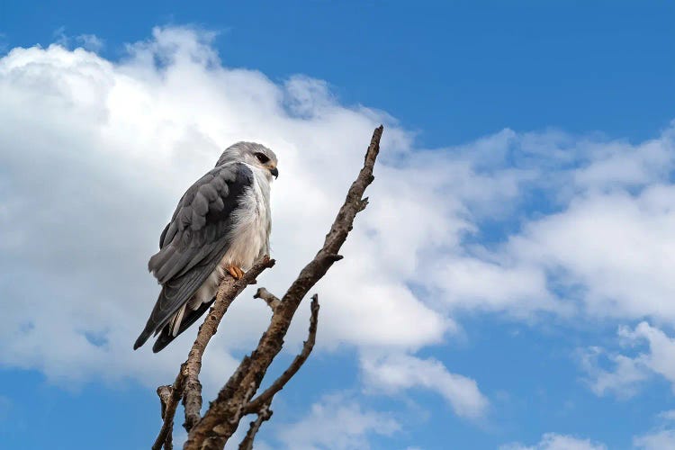 Black-Winged Kite