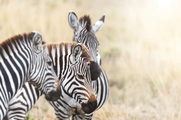 Zebras In Sunlight