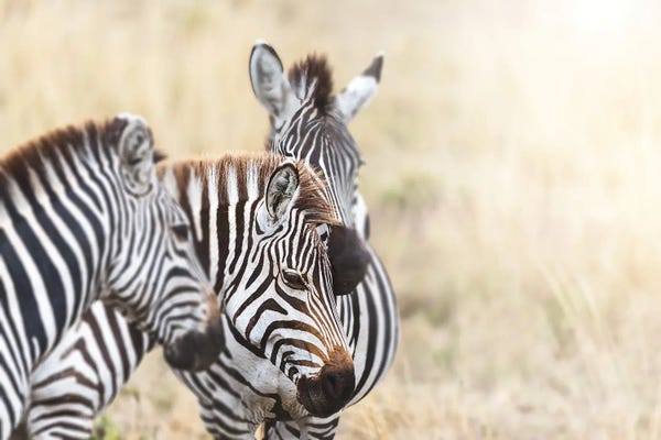 Zebras: Zebras In Sunlight by Jane Rix