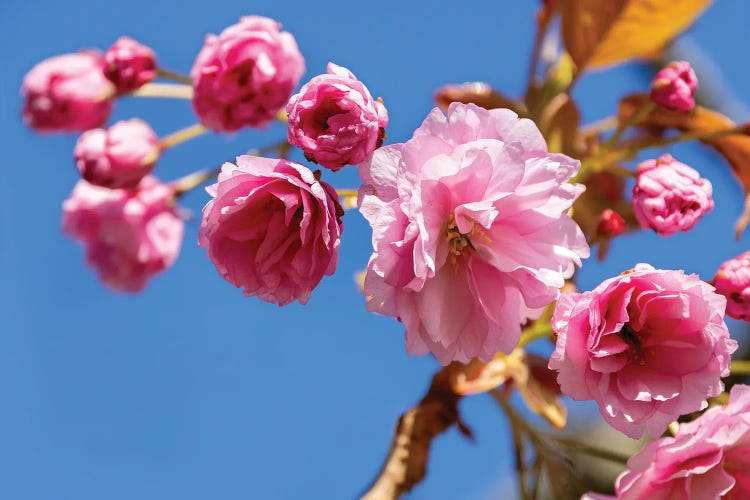 Cherry Blossom And Blue Sky