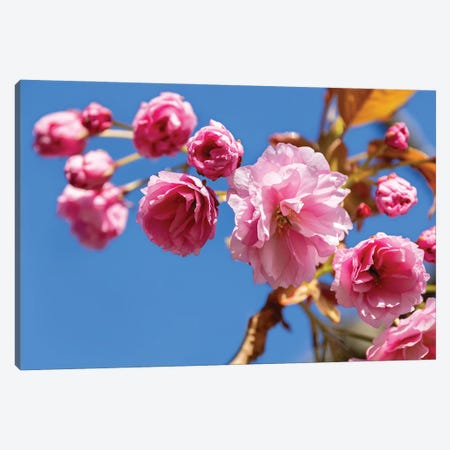 Cherry Blossom And Blue Sky Canvas Print #JRX389} by Jane Rix Canvas Artwork