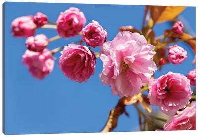 Cherry Blossom And Blue Sky Canvas Art Print - Blossom Art