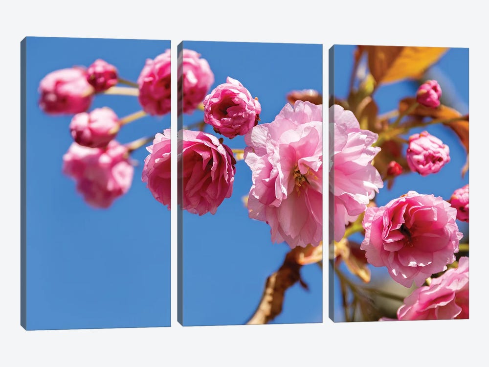 Cherry Blossom And Blue Sky by Jane Rix 3-piece Canvas Art Print