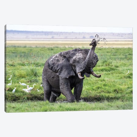 Elephant Taking A Mud Bath, Amboseli Canvas Print #JRX38} by Jane Rix Canvas Art Print