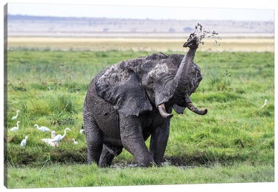 Elephant Taking A Mud Bath, Amboseli Canvas Art Print - Kenya