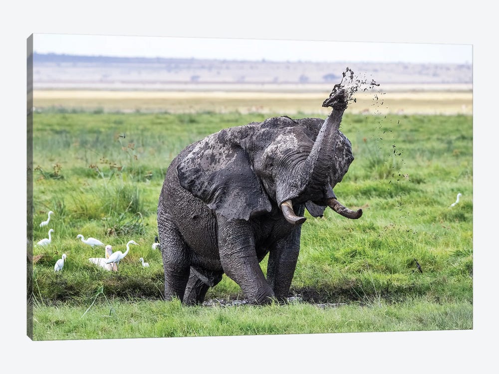 Elephant Taking A Mud Bath, Amboseli by Jane Rix 1-piece Canvas Art