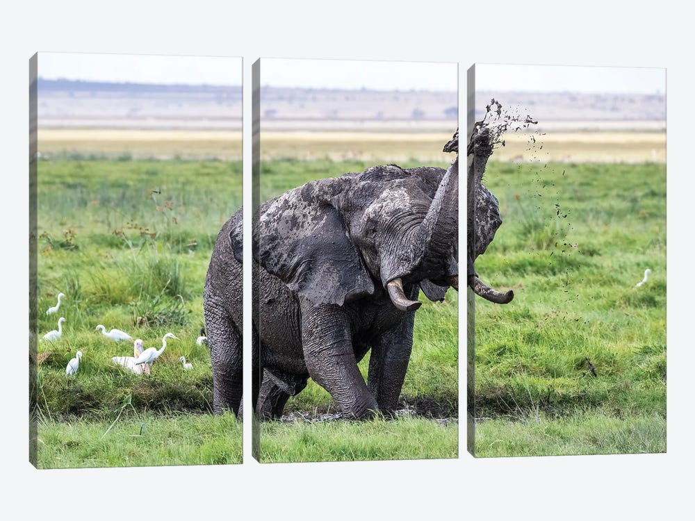Elephant Taking A Mud Bath, Amboseli by Jane Rix 3-piece Canvas Art
