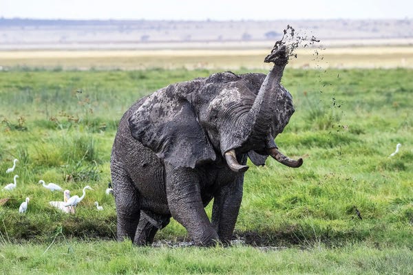 Amboseli National Park: Elephant Taking A Mud Bath, Amboseli by Jane Rix