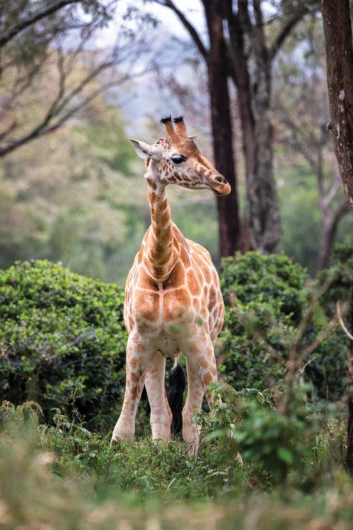 Rothchild's Giraffe Portrait