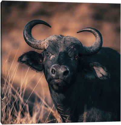Cape Buffalo Portrait In Warm Tones Canvas Art Print - Jane Rix