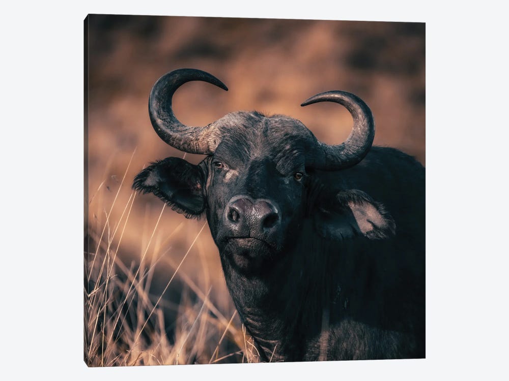 Cape Buffalo Portrait In Warm Tones by Jane Rix 1-piece Art Print