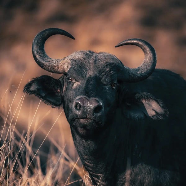 Bison & Buffaloes: Cape Buffalo Portrait In Warm Tones by Jane Rix