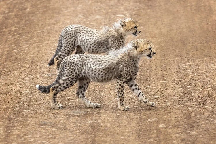 Cheetah Cubs Crossing A Road