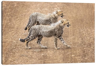 Cheetah Cubs Crossing A Road Canvas Art Print - Cheetah Art