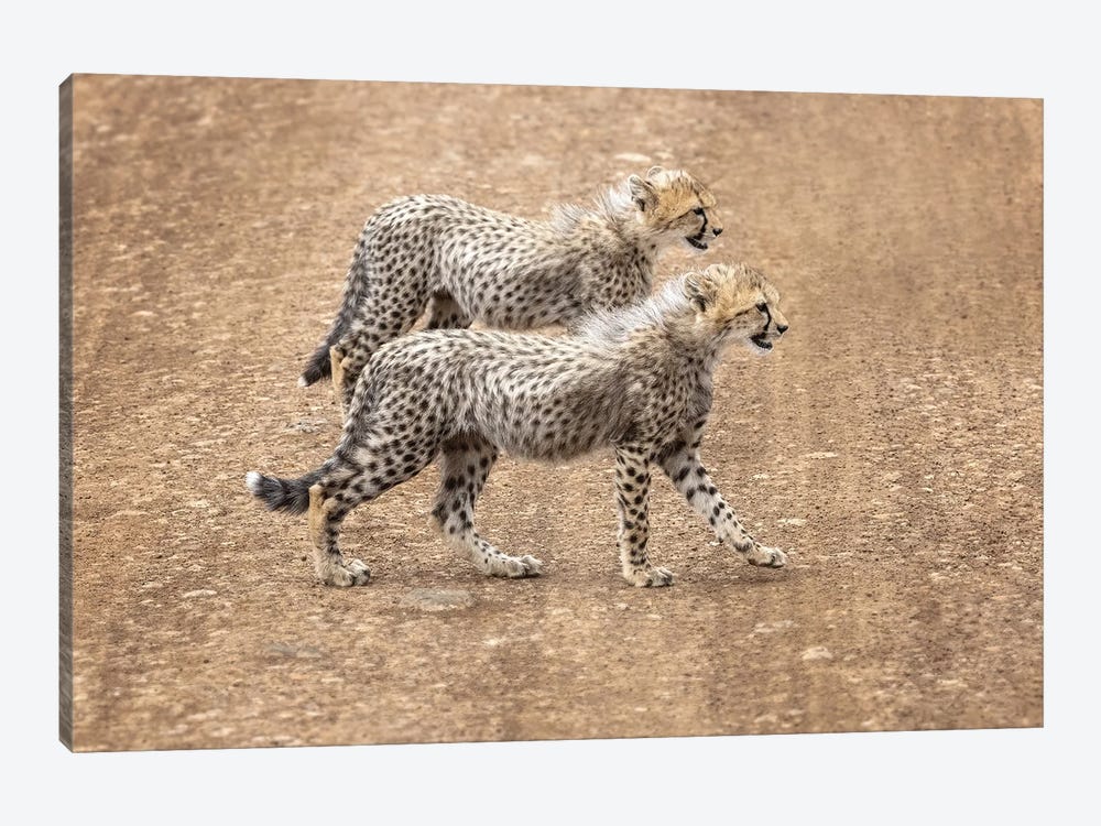 Cheetah Cubs Crossing A Road by Jane Rix 1-piece Canvas Art