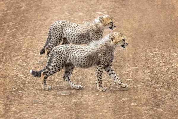 Cheetahs: Cheetah Cubs Crossing A Road by Jane Rix