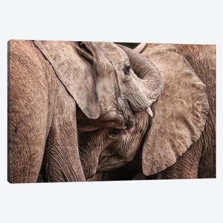 Elephant Interaction Canvas Print #JRX397} by Jane Rix Canvas Art
