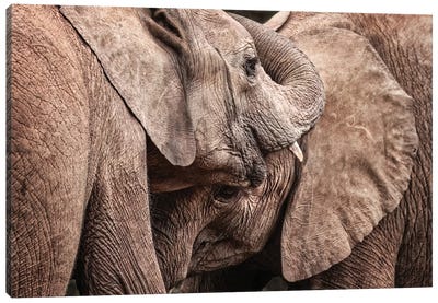 Elephant Interaction Canvas Art Print - Jane Rix
