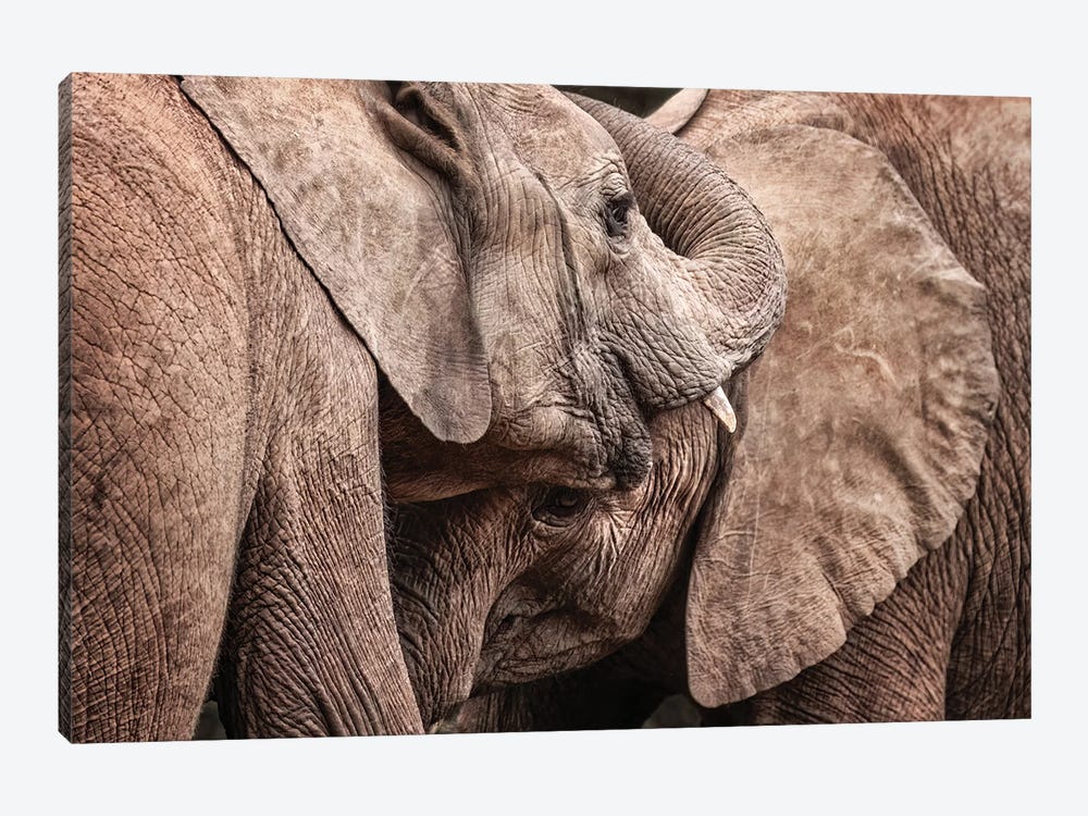 Elephant Interaction by Jane Rix 1-piece Canvas Artwork