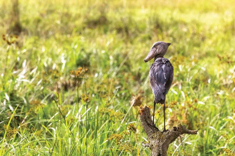 Shoebill Stork On A Dead Tree