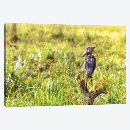 Shoebill Stork On A Dead Tree Canvas Print #JRX399} by Jane Rix Canvas Print
