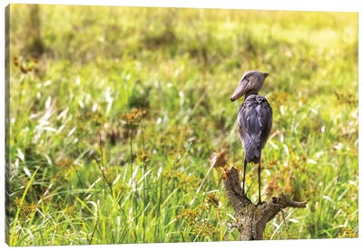Shoebill Stork On A Dead Tree Canvas Art Print - Stork Art