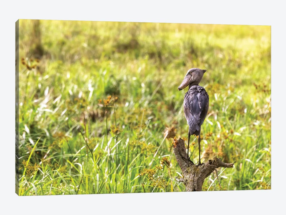 Shoebill Stork On A Dead Tree by Jane Rix 1-piece Canvas Art