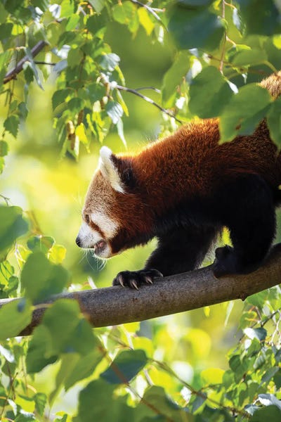 Red Panda Walking Along A Tree Branch by Jane Rix art print
