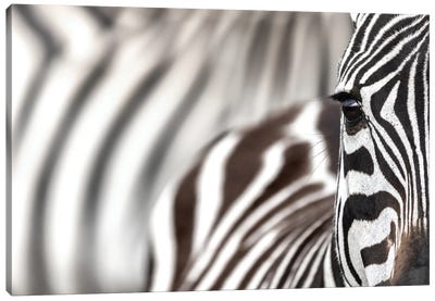 Zebra Portrait Canvas Art Print - Jane Rix