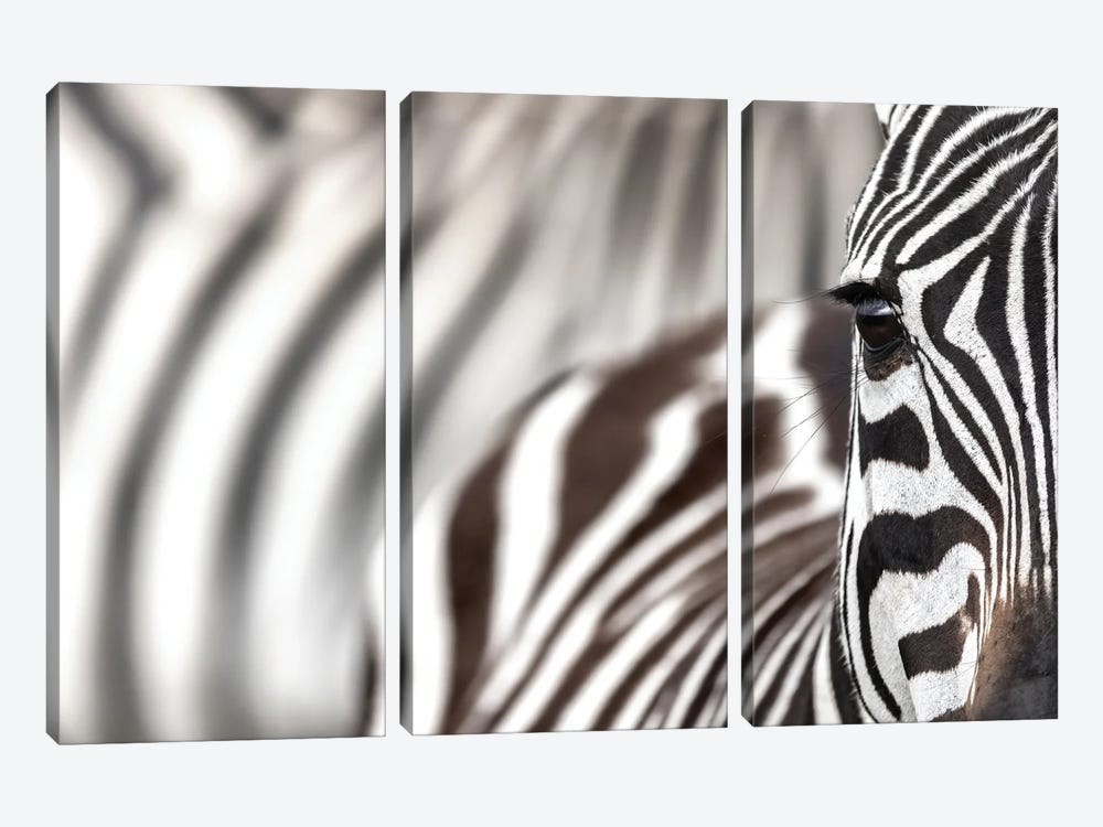 Zebra Portrait by Jane Rix 3-piece Art Print
