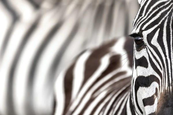 Zebras: Zebra Portrait by Jane Rix