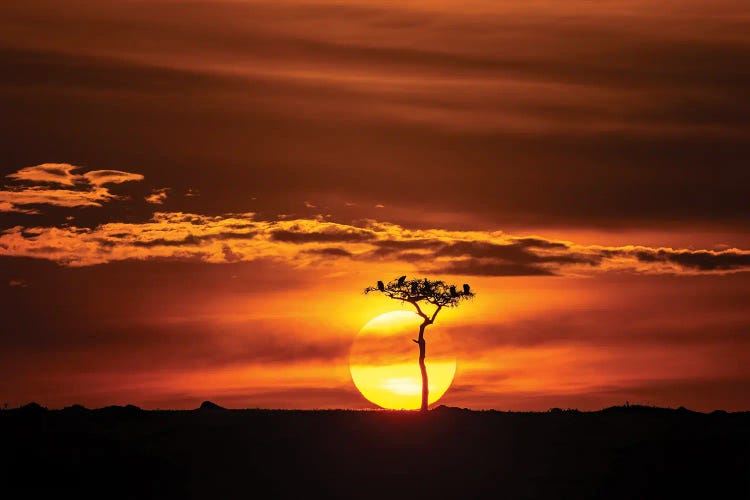 Vultures At Sunset In The Masai Mara