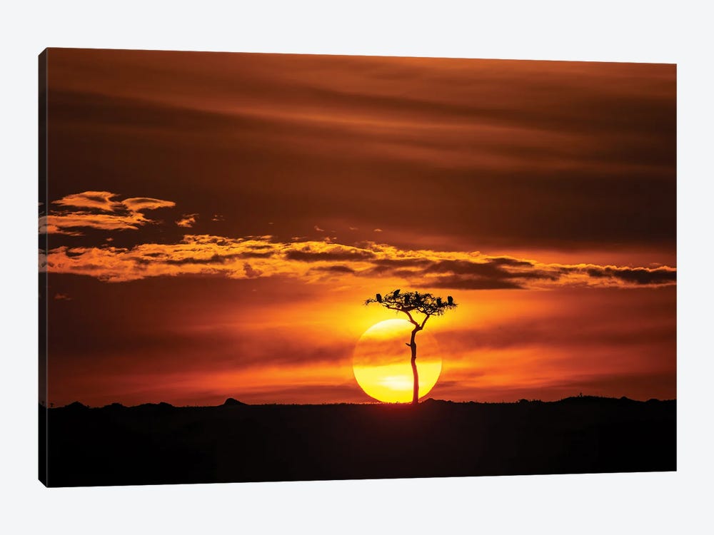 Vultures At Sunset In The Masai Mara by Jane Rix 1-piece Canvas Wall Art