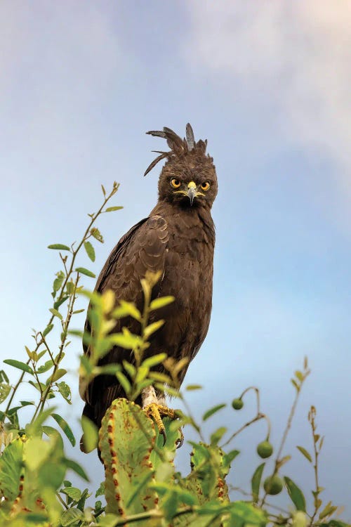 Long Crested Eagle