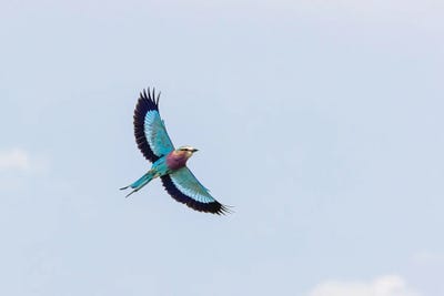 Lilac-Breasted Roller Against Blue Sky by Jane Rix canvas print