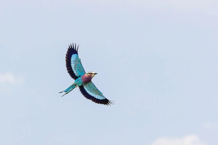 Lilac-Breasted Roller Against Blue Sky