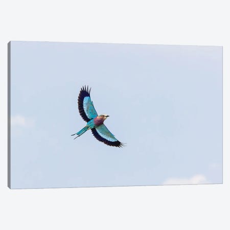 Lilac-Breasted Roller Against Blue Sky Canvas Print #JRX405} by Jane Rix Canvas Wall Art