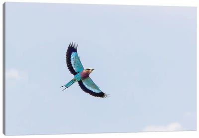 Lilac-Breasted Roller Against Blue Sky Canvas Art Print - Jane Rix