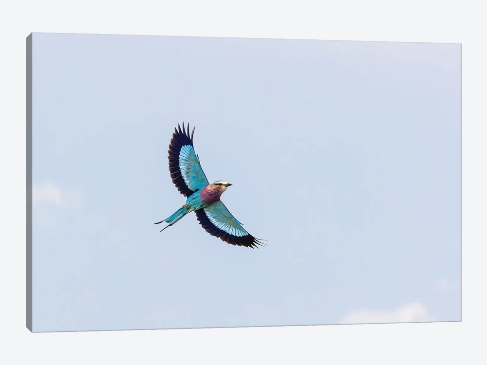 Lilac-Breasted Roller Against Blue Sky by Jane Rix 1-piece Canvas Artwork