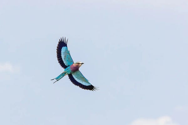 Jane Rix: Lilac-Breasted Roller Against Blue Sky by Jane Rix