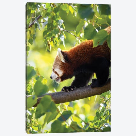 Red Panda Walking Along A Tree Branch Canvas Print #JRX40} by Jane Rix Canvas Artwork