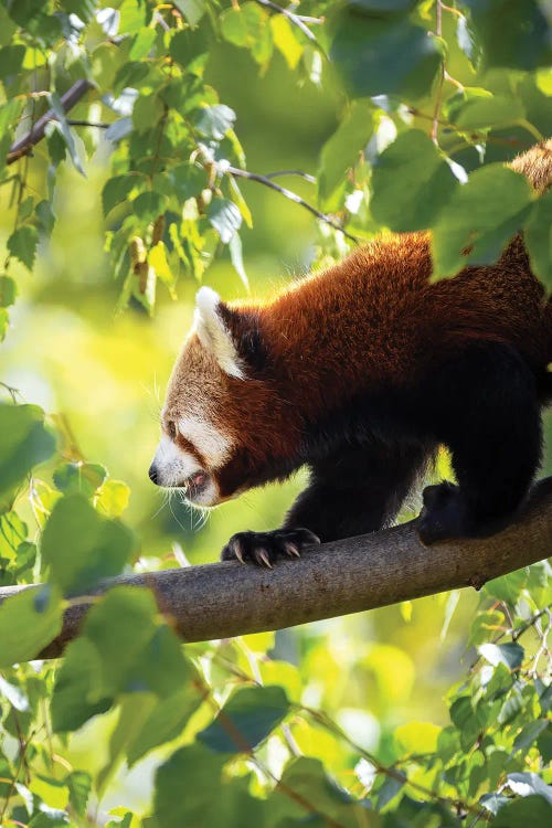 Red Panda Walking Along A Tree Branch