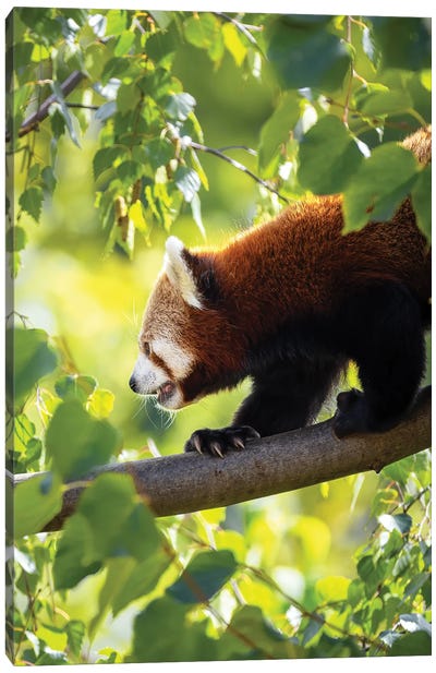 Red Panda Walking Along A Tree Branch Canvas Art Print - Red Panda Art