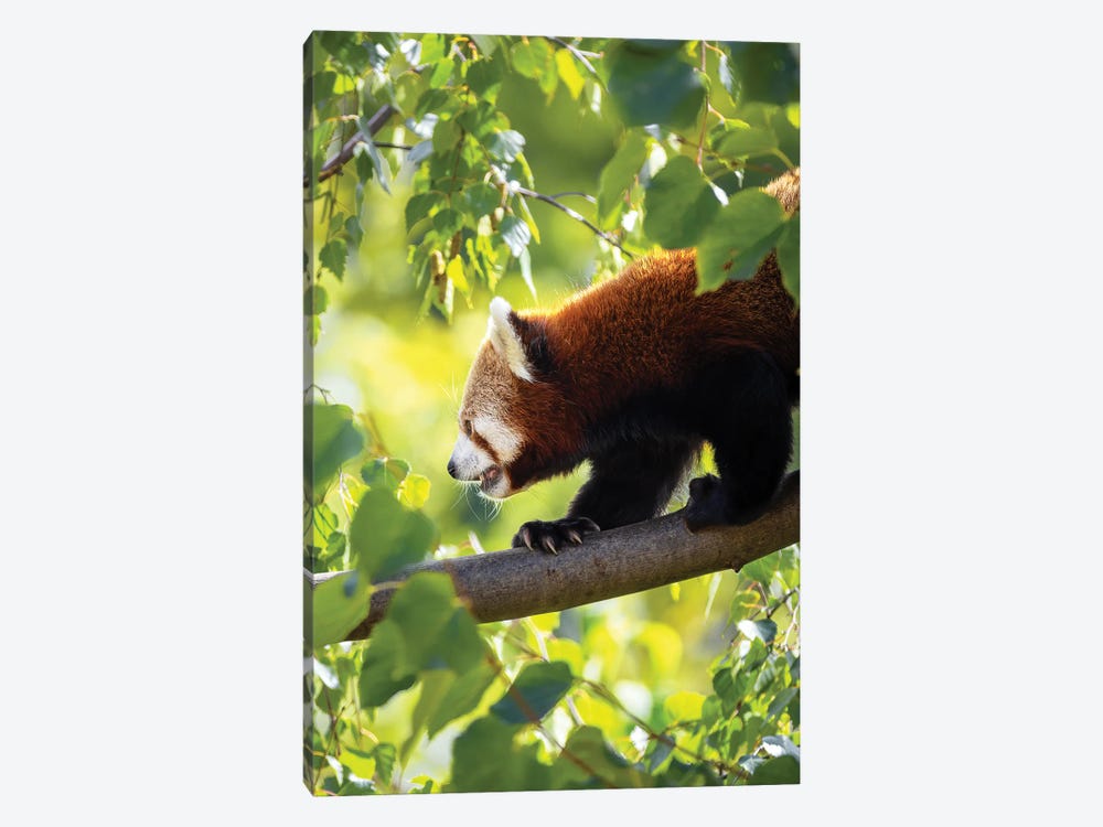 Red Panda Walking Along A Tree Branch by Jane Rix 1-piece Art Print