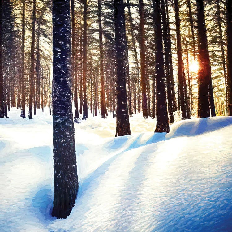 Forest In Snow