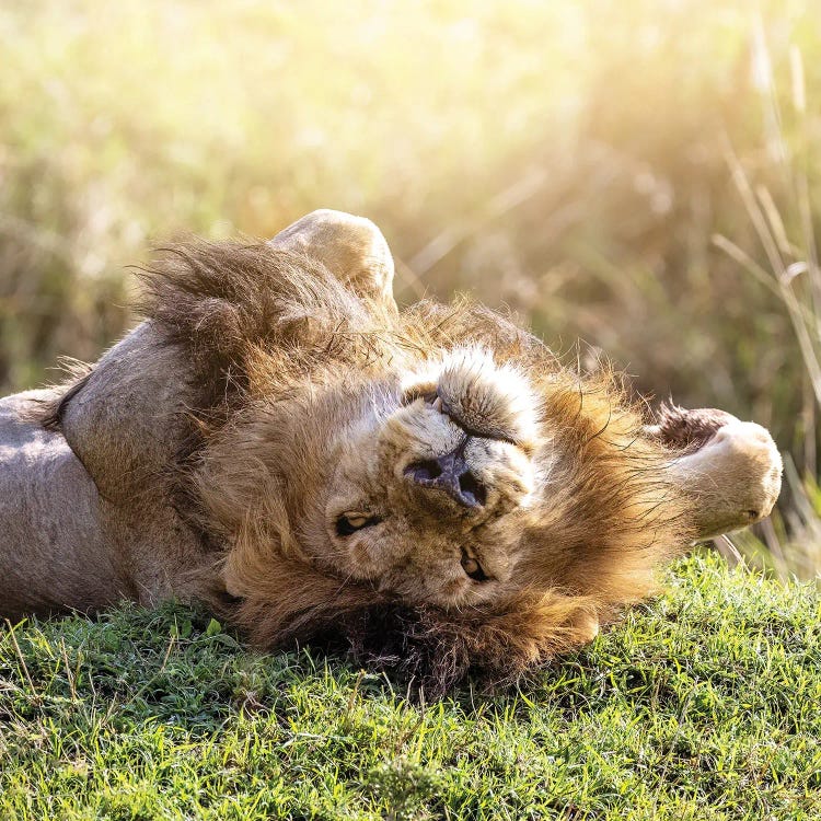Lion Relaxes In African Sunshine