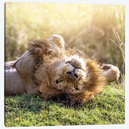 Lion Relaxes In African Sunshine Canvas Print #JRX412} by Jane Rix Canvas Artwork