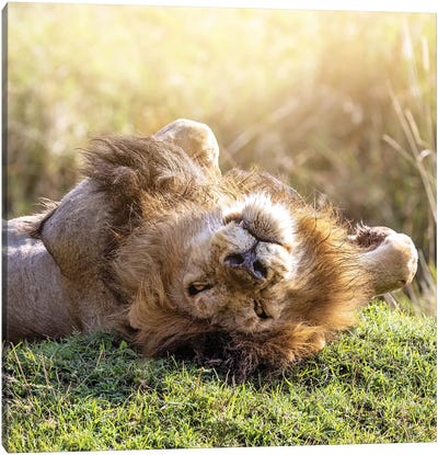 Lion Relaxes In African Sunshine Canvas Art Print - Jane Rix